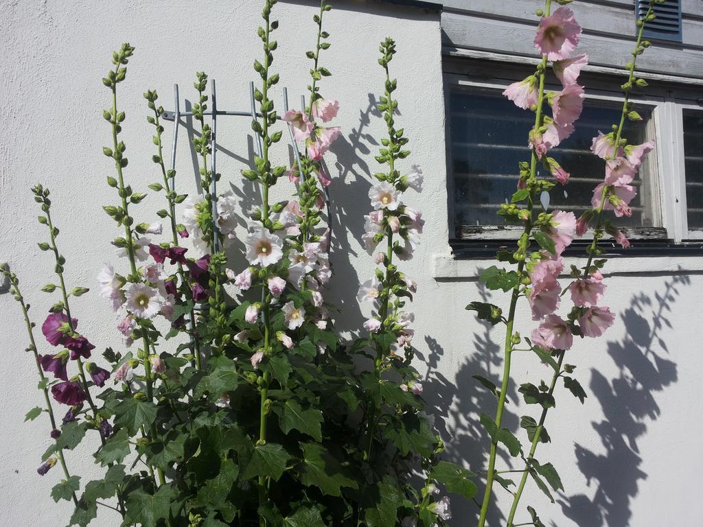 Pensjonat Laegenhet Lillisgarden Vallåkra Zewnętrze zdjęcie